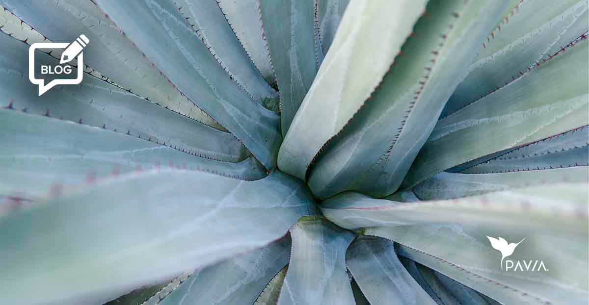 Inulina y Probióticos: El dúo dinámico para el bienestar digestivo