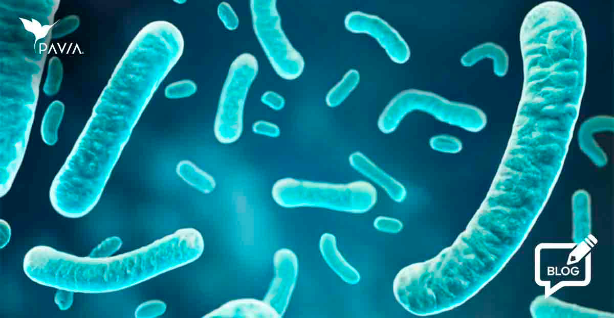 El papel de lactobacilos y bifidobacterias
