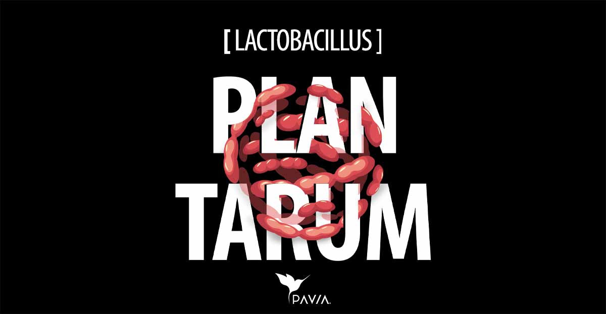 Lactobacillus plantarum
